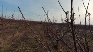 How to prune cherry Burlat KGB system