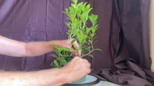Tiger bark ficus (ficus microcarpa) смотреть онлайн