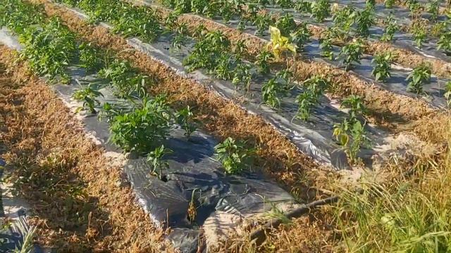 технология КАПЕЛЬНОГО ПОЛИВА на ПОЛЯХ смотреть онлайн