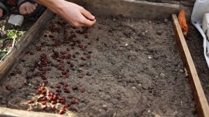 Кедр проращивание орехов