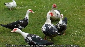 Чем кормить индоуток в домашних условиях