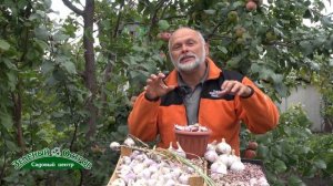 Озимый чеснок, посадка, сорт АТАЧ