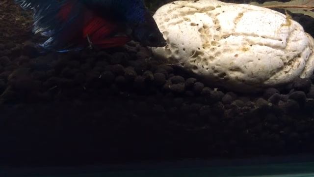 Новорожденная креветка и Петушок смотреть онлайн