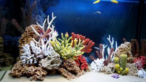 Пресноводное оформление аквариума в стиле "Псевдоморе"