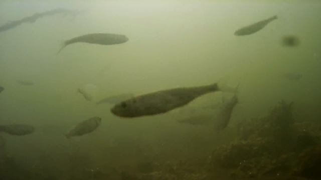 Как просто узнать есть ли рыба в водоеме? смотреть онлайн