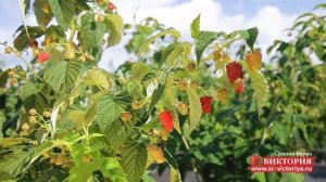 Малина ремонтантная сорт «Атлант»