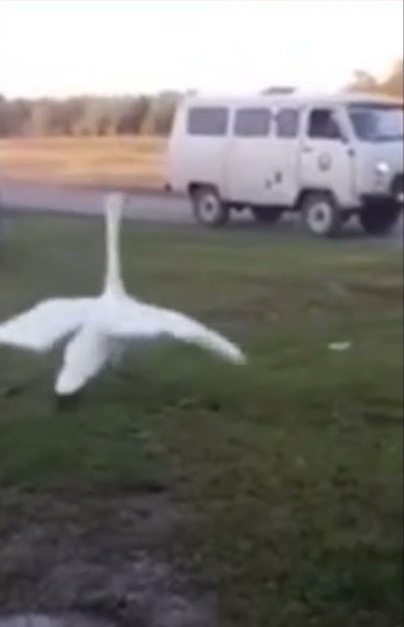 Вот и как его пустить на ужин после этого? | Гусь встречает хозяина | прикол смотреть онлайн