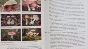 БИОЛОГИЯ, 5 КЛАСС, В. В. ПАСЕЧНИК, ПАРАГРАФ 13. ЦАРСТВО ГРИБЫ: МНОГООБРАЗИЕ И ЗНАЧЕНИЕ