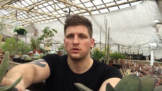 Суккуленты - какие из них самые популярные? смотреть онлайн