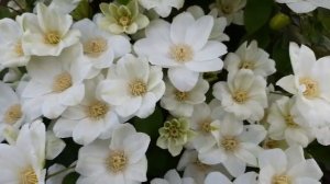 Клематис Guernsey cream в моем саду| краткий обзор сорта