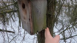 В какую сторону ориентировать леток скворечника? Нужна ли присада?