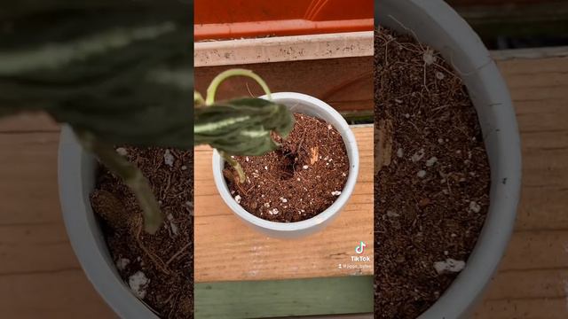 Propagating syngonium rayii plant