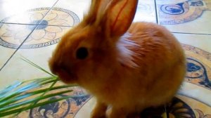 Как играть с домашним кроликом