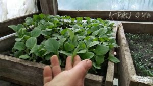 Сезон теплица Часть 2 - Заработок на теплице, как выращивать рассаду на окне ( конструкция)