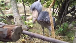 Как чихает Китоглав