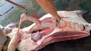 100 kg Giant Stingray Fish Cutting Skills -Taiwanese Fish market