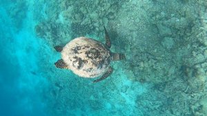 322 Снорклинг Sun Siyam Olhuveli + Thulagiri