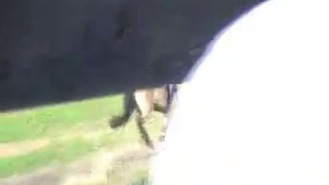 Fay - My Fjord pony cross country смотреть онлайн