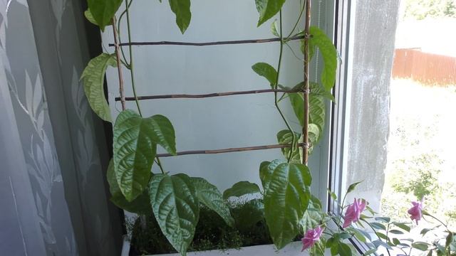 Маракуйя ? (пассифлора) + мшанка ? шиловидная - тропическая лиана на подоконнике (passion fruit). смотреть онлайн