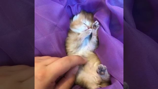Британский котенок золотого окраса