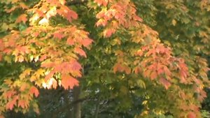 осенний клён