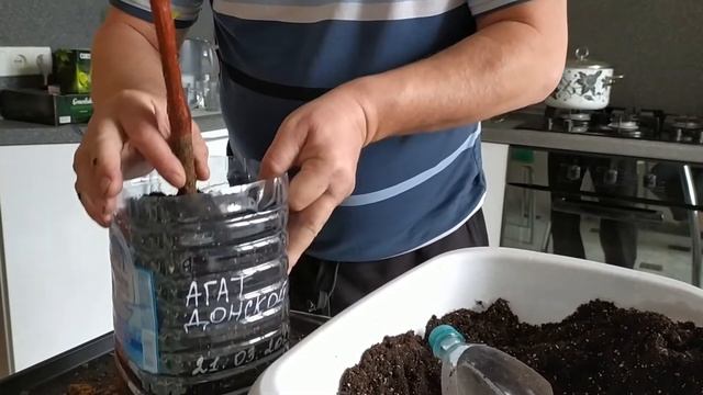 Посадка Саженцев винограда, крыжовник а малины в 5 литровые емкости. смотреть онлайн