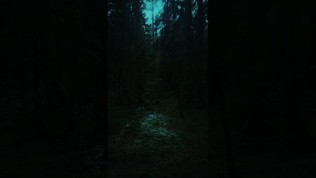 Лесные звуки - это как голоса древних стражей, шепчущих тайны зеленых глубин.