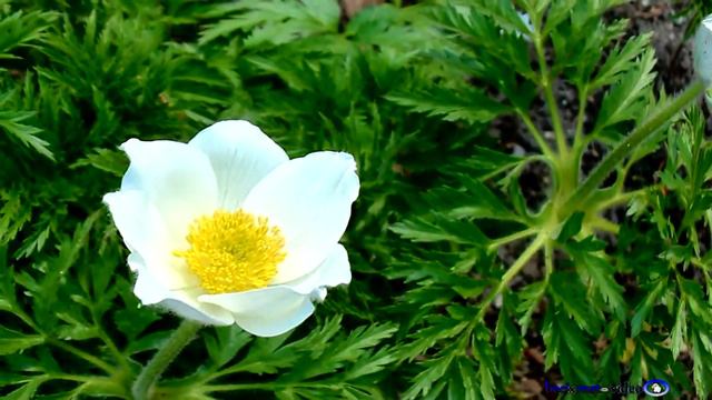 becixmat - Relax 569 - Sasanka - Windflower смотреть онлайн