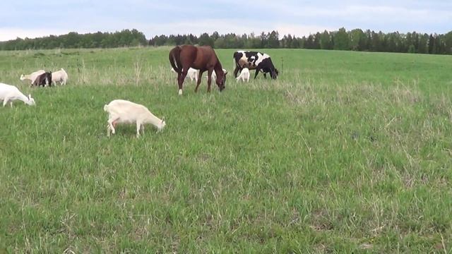 УРА ПОЛУЧИЛОСЬ!//ЗАПУСК ЭЛЕКТРО-ПАСТУХА//ЭЛЕКТРО-ИЗГОРОДЬ ЗАПУСТИЛИ!!!// смотреть онлайн
