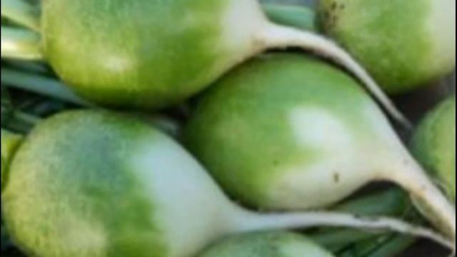 Как выращивается редька морозоустойчивая зеленая