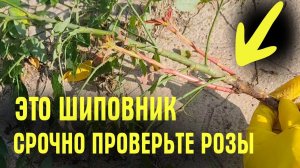 РОЗА или ШИПОВНИК? ВЕЧНЫЕ СПОРЫ! Как ОТЛИЧИТЬ ДИКИЙ побег и что делать