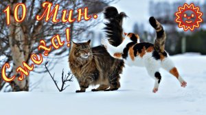 Смешные Коты 10 Funny Cats Юмор.mp4