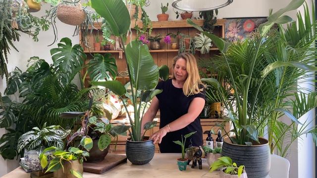 Strelitzia nicolai or white bird of paradise houseplant care tips from Happy Houseplants смотреть онлайн