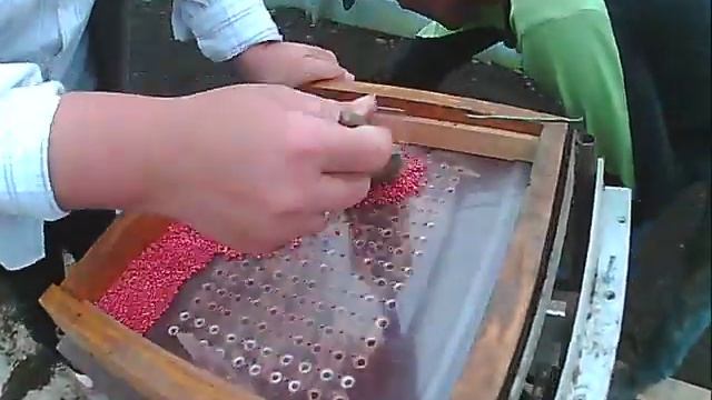 редиска посев после капусты смотреть онлайн