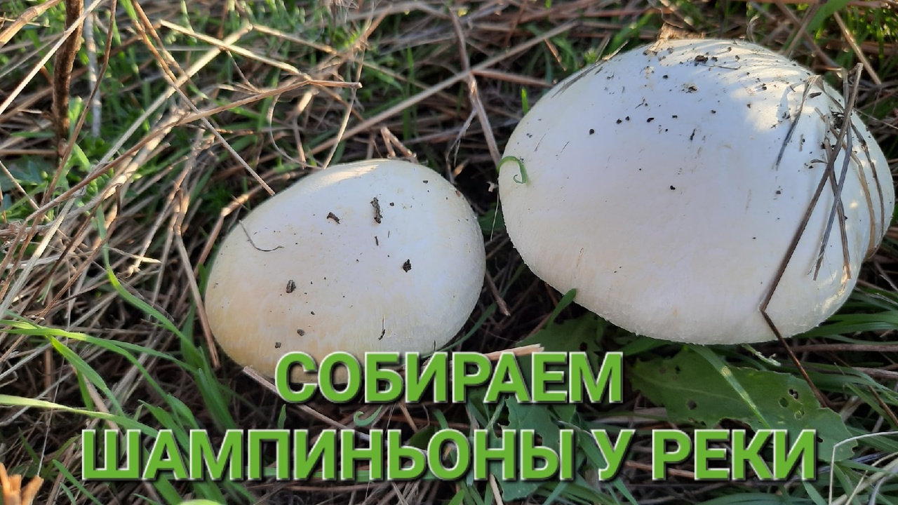 Собираем грибы шампиньоны у реки. Ростовская область..mp4