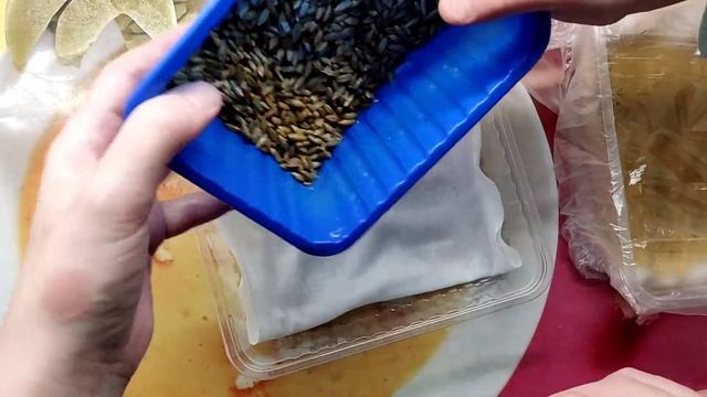 Проращивание зерен. 2 часть
