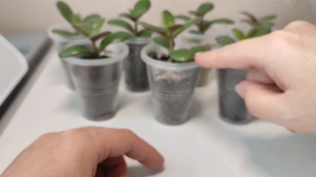 19.08.2023. Денежное дерево. Толстянка. Крассула. Разные грунты. Часть 5. смотреть онлайн