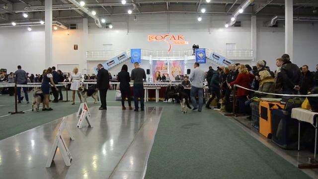 East European Shepherd Amanda Fler-da-Fosh 2 years 4 months смотреть онлайн