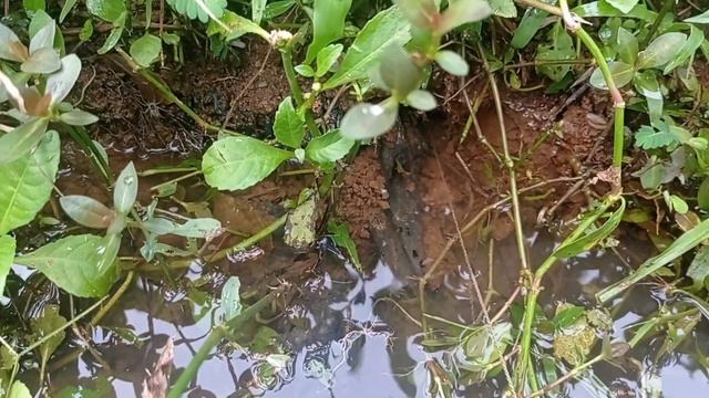 GAK NYANGKA KALAU MASIH BISA STRIKE BANYAK BELUT DISINI смотреть онлайн