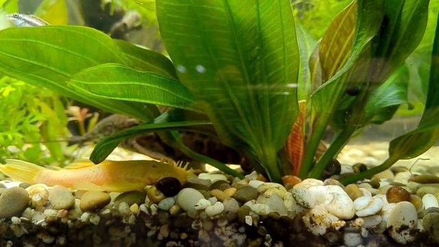 #аквариумдома Поведение мальков ПЕЛЬВИКАХРОМИС (Pelvicachromis)» Окунеобразные или просто Попугай