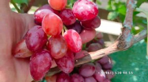 Виноград Казанова Шульга А.И.