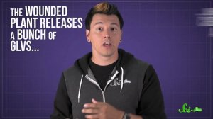 What Makes Fresh Cut Grass Smell?