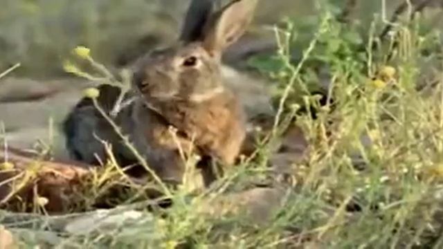 Brumby My animal friends Animals Documentary Kids educa смотреть онлайн