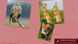 Меню решений ЧАСТЬ 1: "Не от совы, зайцам..."