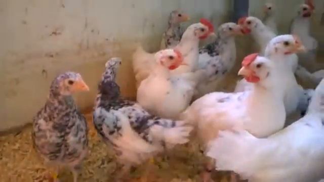 Пушкинские цыплята. 1,5 месяца. смотреть онлайн