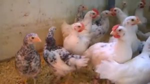 Пушкинские цыплята. 1,5 месяца.