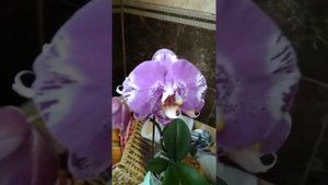 Орхидея фаленопсис Singolo Victorio. Домашнее цветение. Названия орхидей.