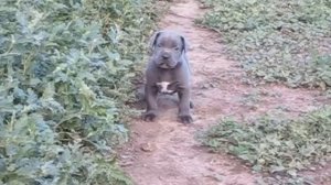 Немкорс. О породе. Месячный голубоглазый щенок. Месячные щенки. @Голубой щенок.