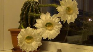 Цветение кактуса