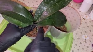 Корректирующая ПОСАДКА ОРХИДЕИ | Phal. Philippinensis × sib